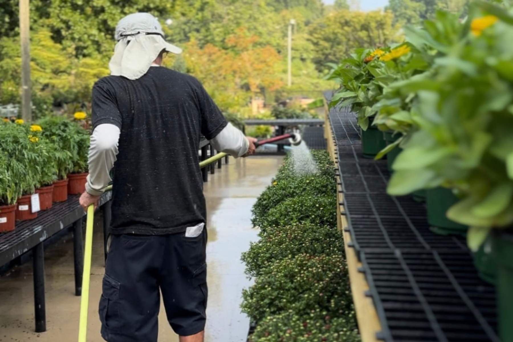 Worker watering plants