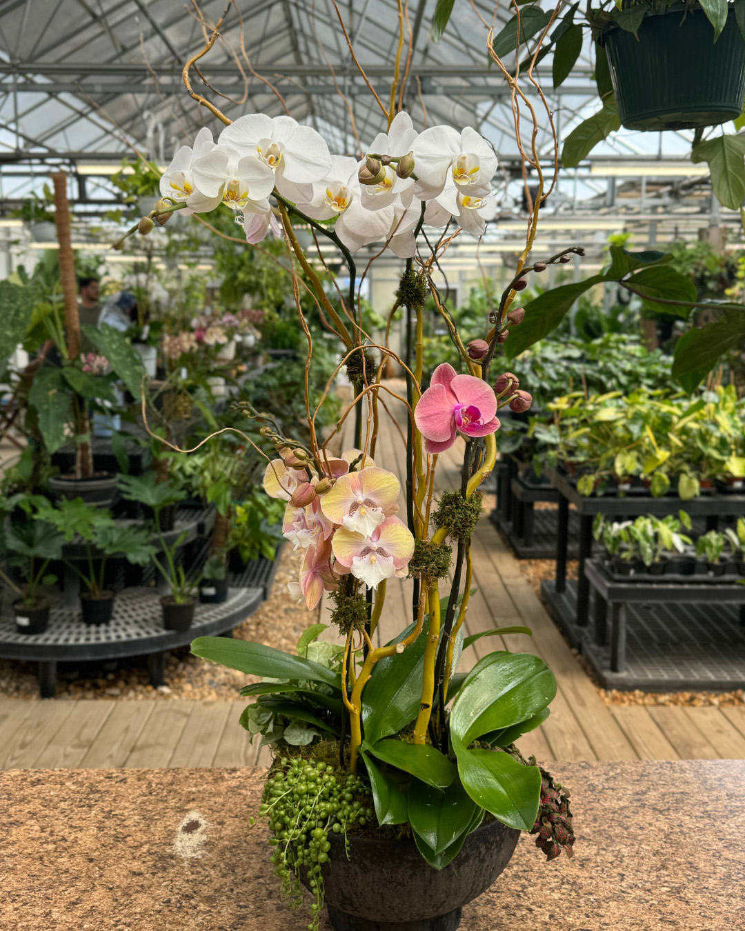 Orchid
