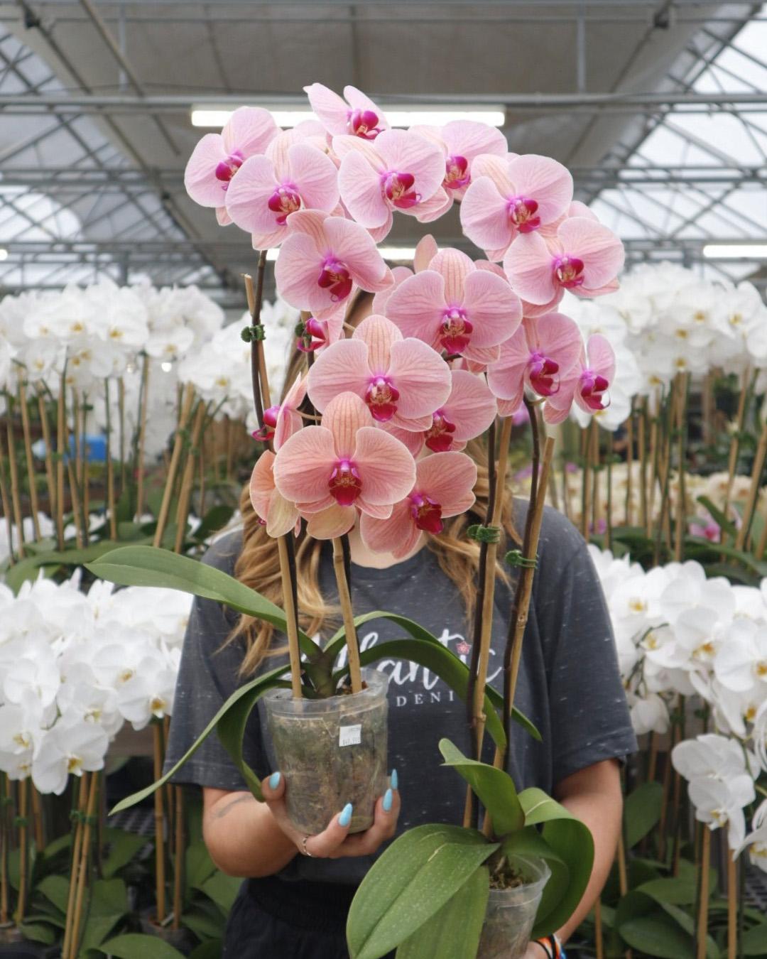 Atlantic Gardening | Raleigh’s Living Oasis for Nature, Design & Community screen capture