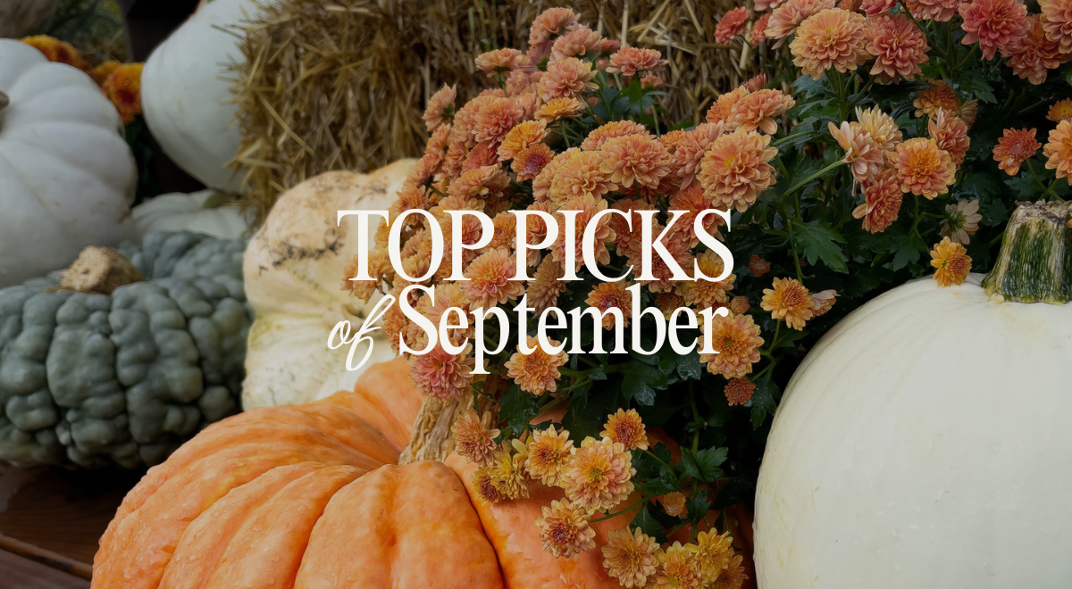 Must-Try Spots & Local Favorites | Top Picks of September 2025 screen capture