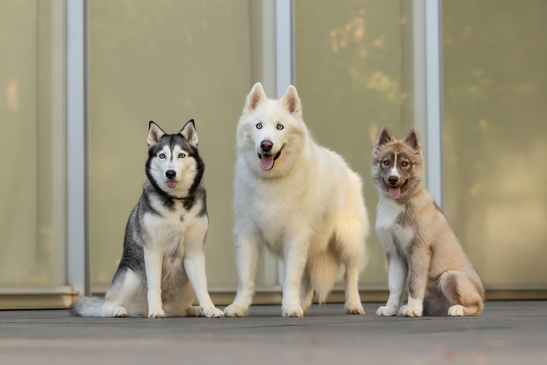 From Shelter Volunteer to Award-Winning Dog Photographer | Best of Raleigh Episode 37 screen capture
