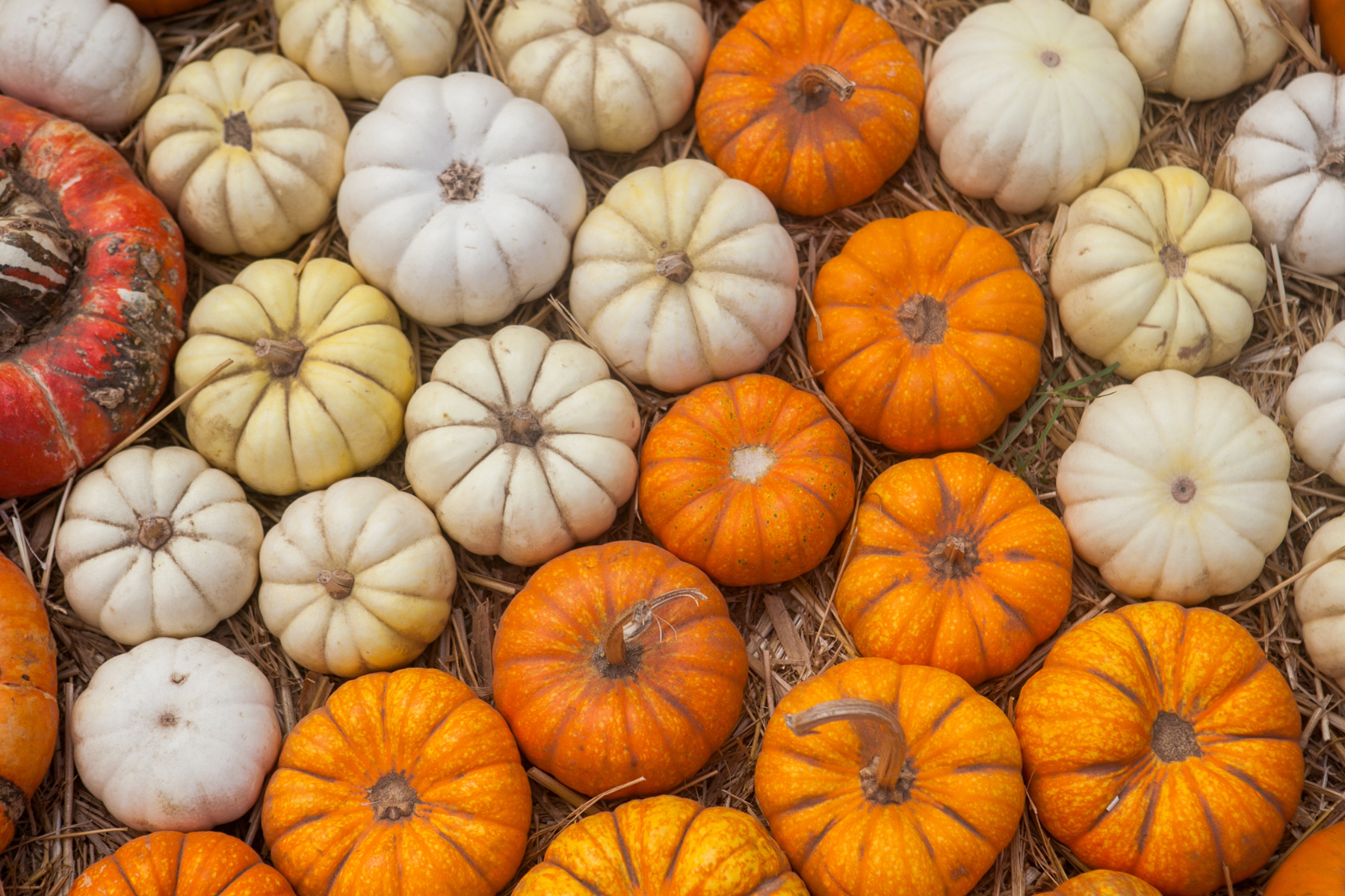 Shop Local with These Thanksgiving Week Promotions in Raleigh screen capture