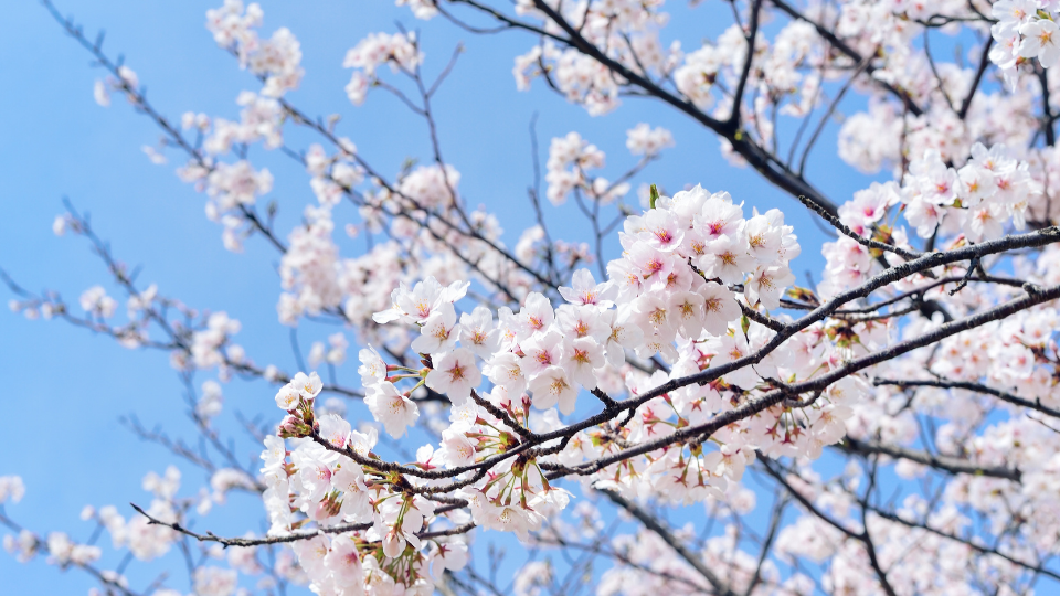 Spring’s Fresh Start & Refined Living in Raleigh | Top Picks of March 2026 screen capture