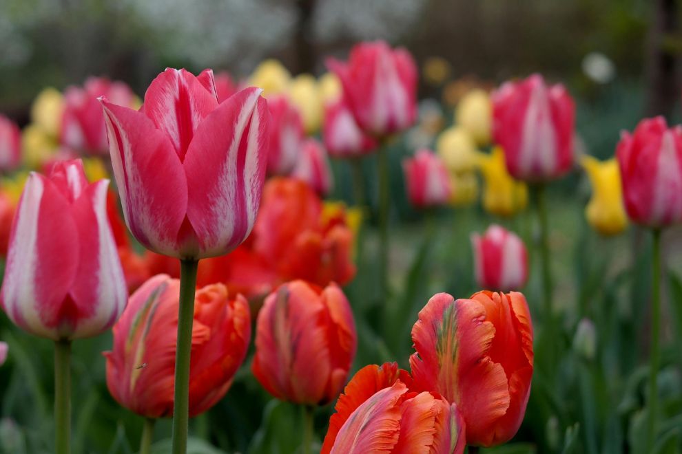 Top Things to Do in Raleigh This April | 2026 Guide screen capture