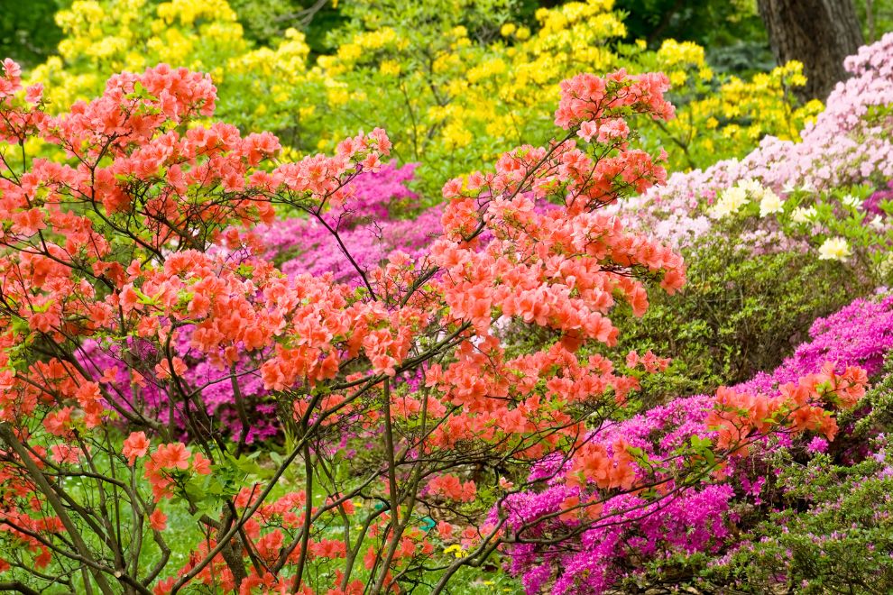 Best Places to See Spring Blooms in Raleigh | 2026 Guide screen capture