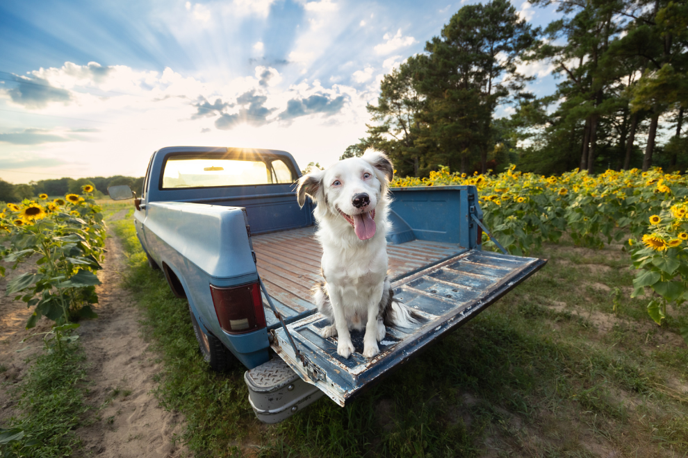 She Photographs the Dogs Everyone Else Scrolls Past: How Five Freedoms Photography Turned a Camera Into $81,000 for the Triangle's Shelter Dogs screen capture