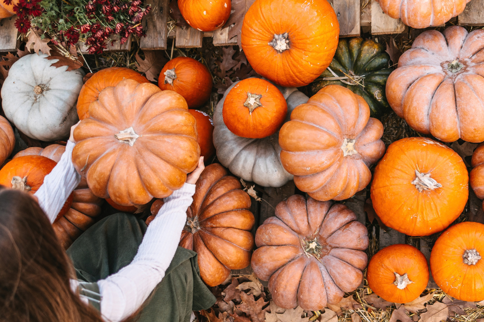 8 Pumpkin Patches Near Raleigh Worth the Drive This Fall | Your 2026 Guide to the Triangle's Best Patches screen capture
